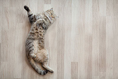 床暖房に寝転がる猫