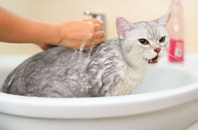 洗面台でシャンプーする猫